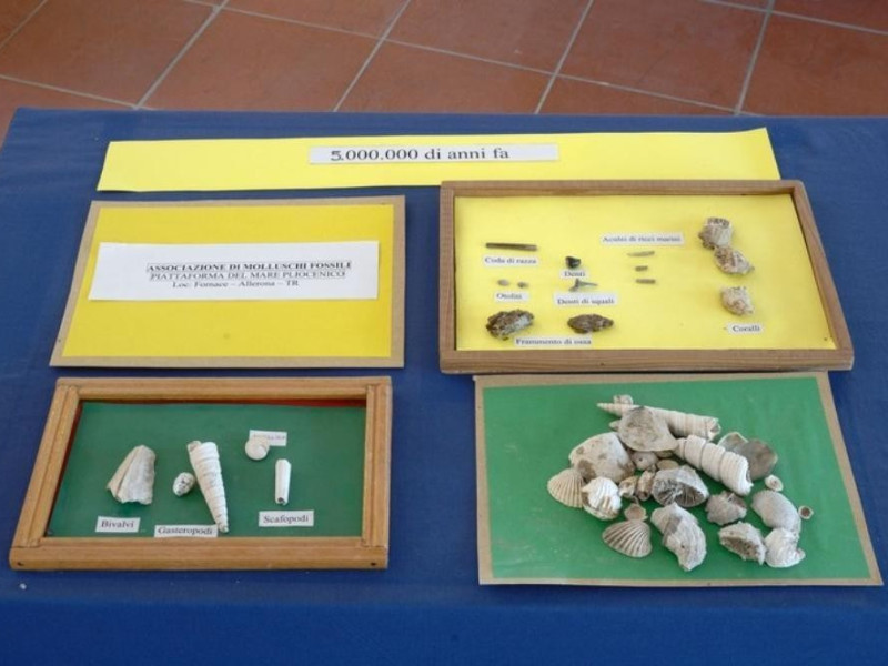 Interno. Molluschi fossili. Fedeli, Marcello; jpg; 768 pixels; 511 pixels Interno. Molluschi fossili. Fedeli, Marcello; jpg; 768 pixels; 511 pixels