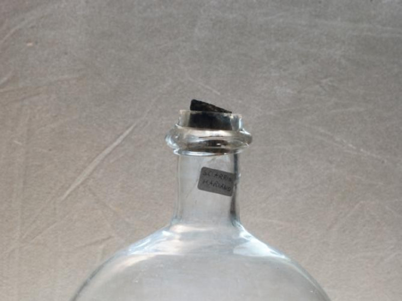 Acchiappamosche Bellu, Sandro; jpg; 622 pixels; 929 pixels Acchiappamosche Bellu, Sandro; jpg; 622 pixels; 929 pixels