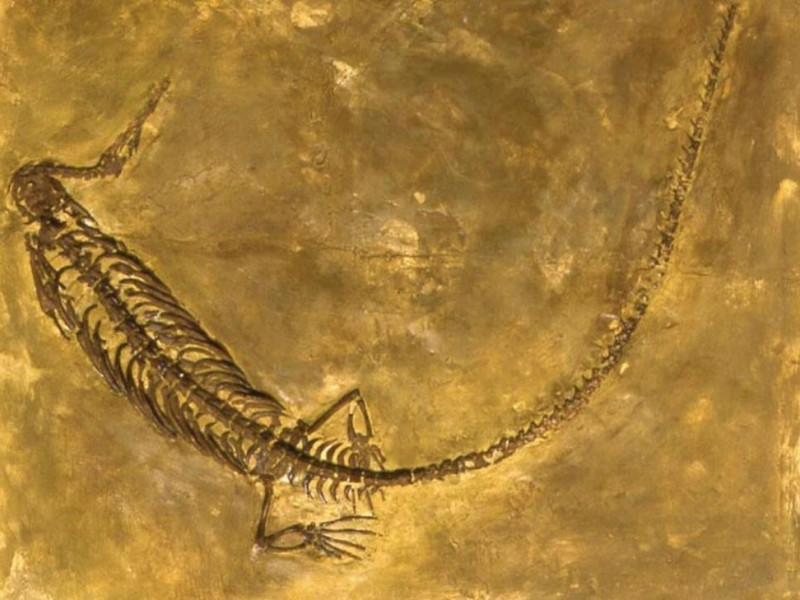 Geo-Lab - Museo laboratorio di scienze della  jpg; 768 pixels; 560 pixels Geo-Lab - Museo laboratorio di scienze della  jpg; 768 pixels; 560 pixels