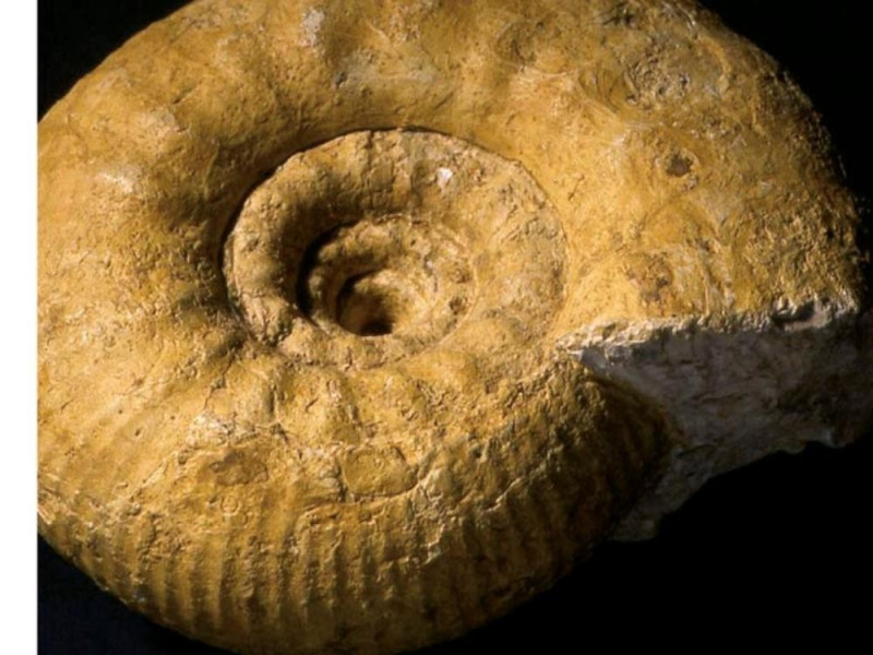 Geo-Lab - Museo laboratorio di scienze della  jpg; 768 pixels; 577 pixels Geo-Lab - Museo laboratorio di scienze della  jpg; 768 pixels; 577 pixels