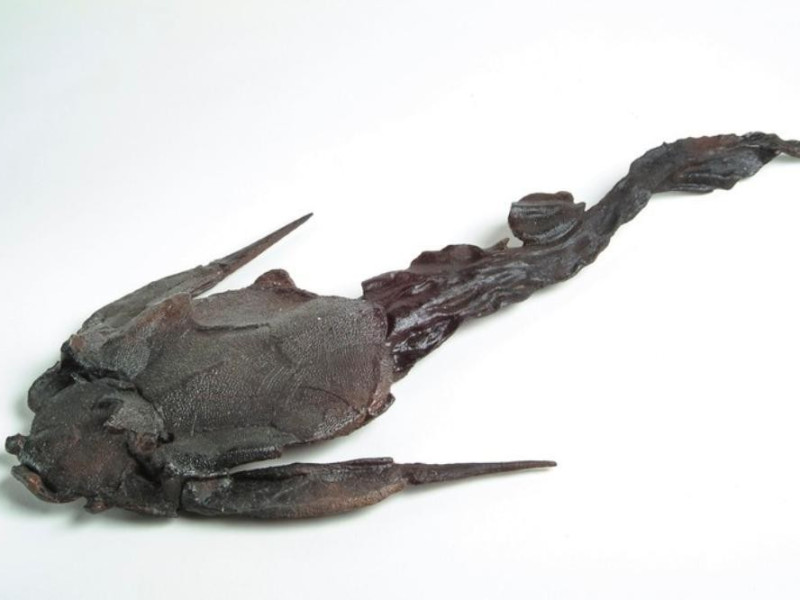 Bothriolepis jpg; 768 pixels; 512 pixels Bothriolepis jpg; 768 pixels; 512 pixels