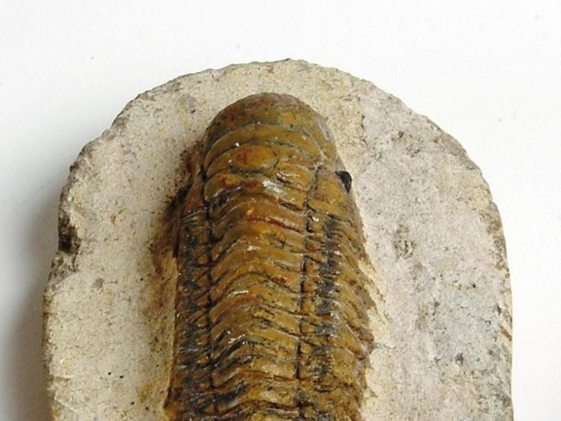 Trilobiti jpg; 627 pixels; 768 pixels Trilobiti jpg; 627 pixels; 768 pixels