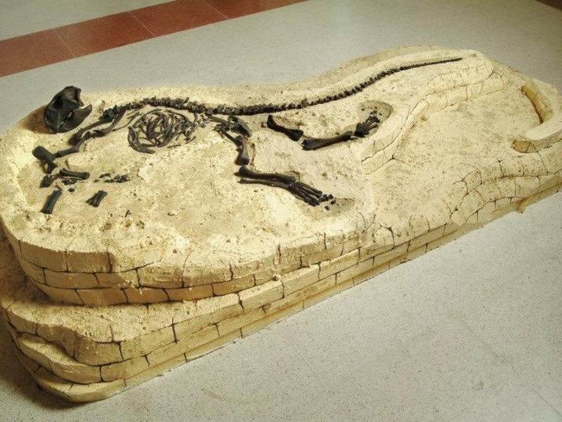 Psittacosauro jpg; 768 pixels; 512 pixels Psittacosauro jpg; 768 pixels; 512 pixels