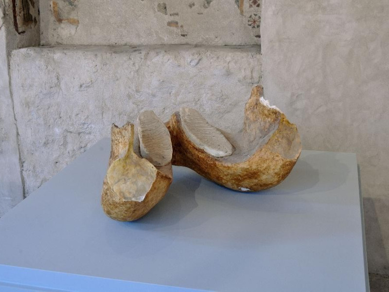 Mostra permanente di paleontologia. Fossili. Fedeli, Marcello; jpg; 2126 pixels; 1417 pixels Mostra permanente di paleontologia. Fossili. Fedeli, Marcello; jpg; 2126 pixels; 1417 pixels