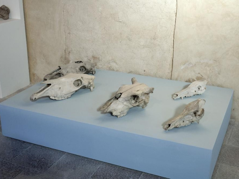 Mostra permanente di paleontologia. Teschi di Fedeli, Marcello; jpg; 2126 pixels; 1417 pixels Mostra permanente di paleontologia. Teschi di Fedeli, Marcello; jpg; 2126 pixels; 1417 pixels