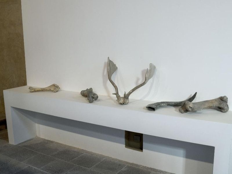 Mostra permanente di paleontologia. Ossa di a Fedeli, Marcello; jpg; 2126 pixels; 1417 pixels Mostra permanente di paleontologia. Ossa di a Fedeli, Marcello; jpg; 2126 pixels; 1417 pixels