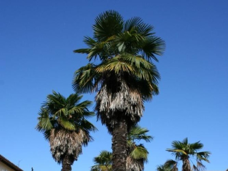 Villa Faina. Facciata posteriore.  Parco Tecnologico 3A-Progetto Ville e Giardini Regione Umbria; jpg; 512 pixels; 768 pixels Villa Faina. Facciata posteriore.  Parco Tecnologico 3A-Progetto Ville e Giardini Regione Umbria; jpg; 512 pixels; 768 pixels