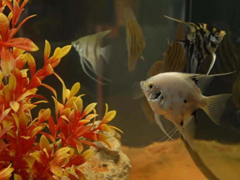 Benevento, GeoBioLab – Laboratorio Europeo della naturalità Benevento, GeoBioLab – Laboratorio Europeo della naturalità