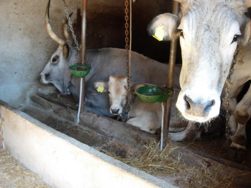 Somma Vesuviana, Museo della Civiltà Contadina "Michele Russo"