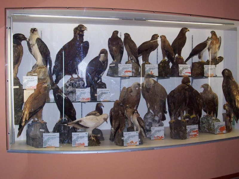 Corleto Monforte, Museo Naturalistico - Fondazione IRIDIA 