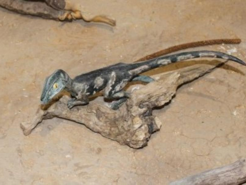 Museo paleontologico di Magliano Vetere Museo paleontologico di Magliano Vetere