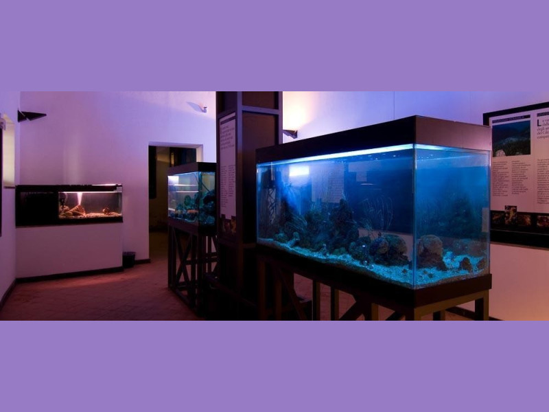 Pollica, Museo Vivo del Mare Pollica, Museo Vivo del Mare
