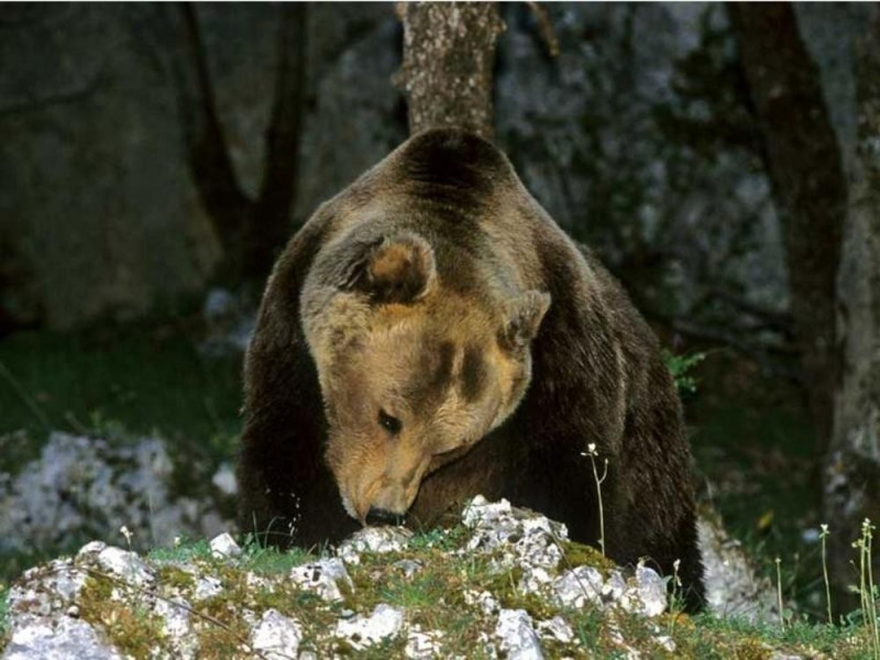 Orso Marsicano Orso Marsicano
