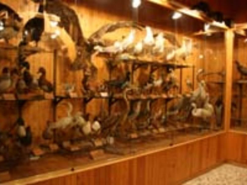 Monte Sant'Angelo, Museo Naturalistico della Foresta Umbra Monte Sant'Angelo, Museo Naturalistico della Foresta Umbra