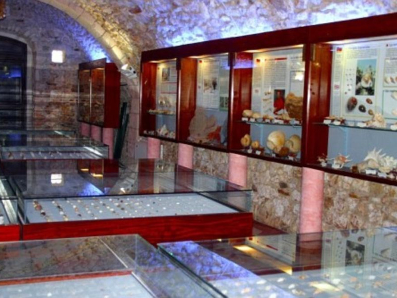 Vieste, Museo Malacologico di Vieste Vieste, Museo Malacologico di Vieste