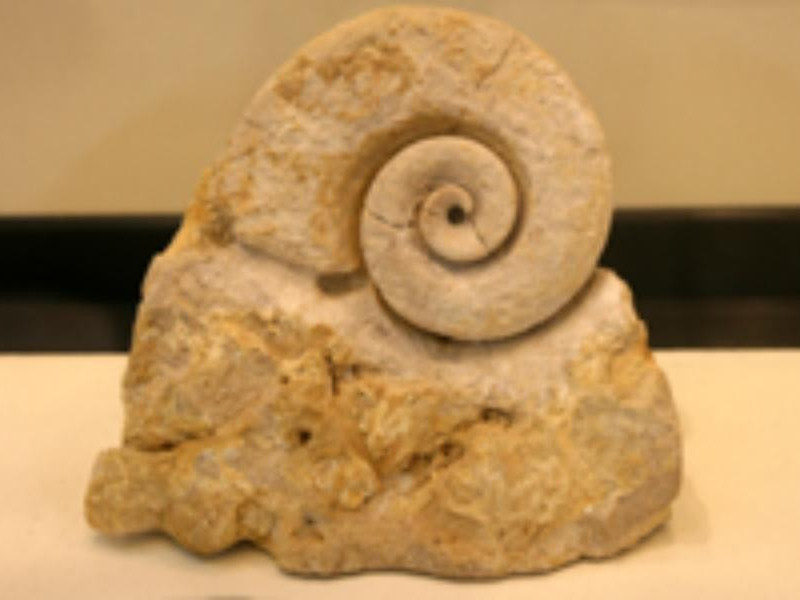 Lizzano, Museo civico della paleontologia e dell'uomo  Lizzano, Museo civico della paleontologia e dell'uomo