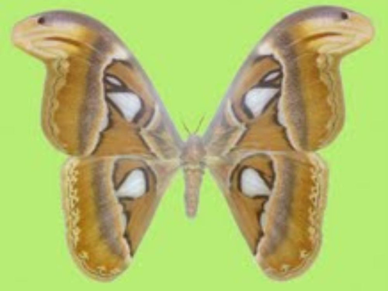 Taranto, Museo di storia naturale "Bios Taras"  Taranto, Museo di storia naturale "Bios Taras"