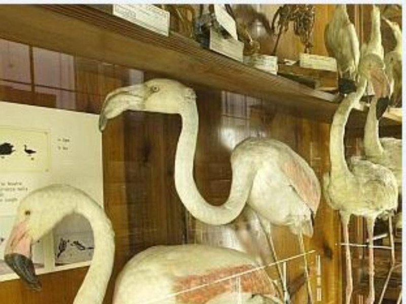 Museo di Zoologia Museo di Zoologia