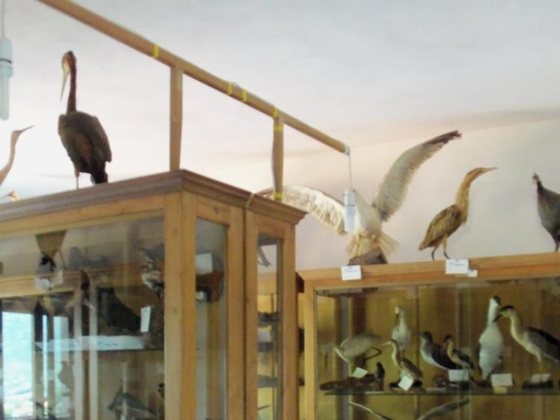MUSEO DI SCIENZE NATURALI BELVI' MUSEO DI SCIENZE NATURALI BELVI'