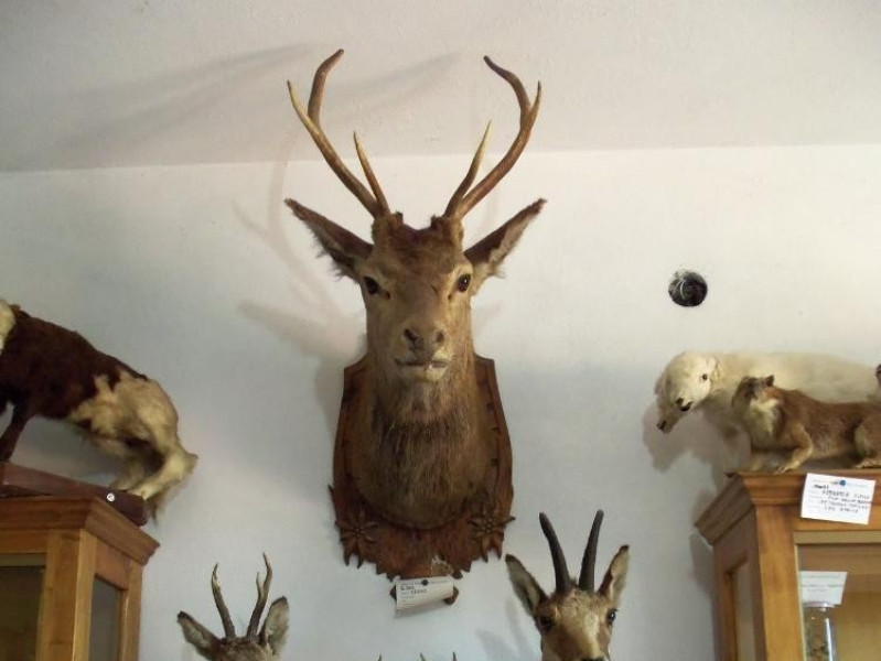 MUSEO DI SCIENZE NATURALI BELVI' MUSEO DI SCIENZE NATURALI BELVI'