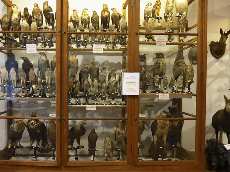 Museo di scienze naturali Museo di scienze naturali