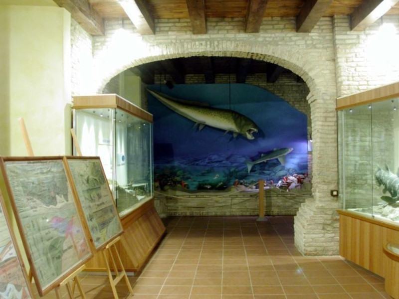 Mondaino, Museo Paleontologico Comunale
