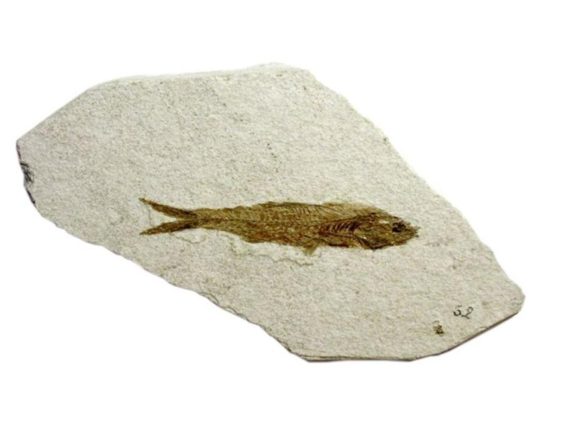 Mondaino, Museo Paleontologico Comunale