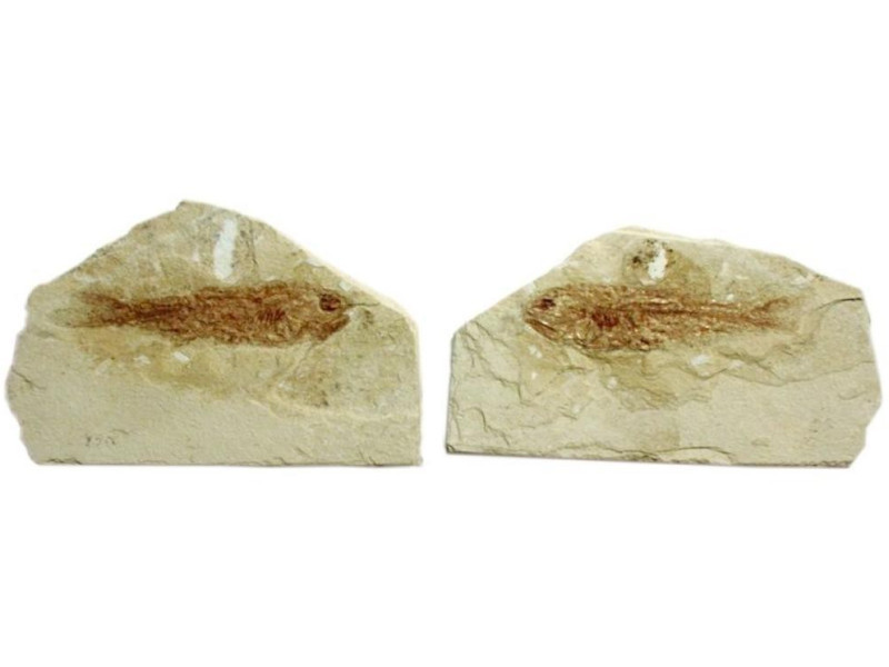 Mondaino, Museo Paleontologico Comunale