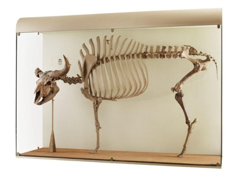 Riccione, Museo del Territorio Riccione, Museo del Territorio