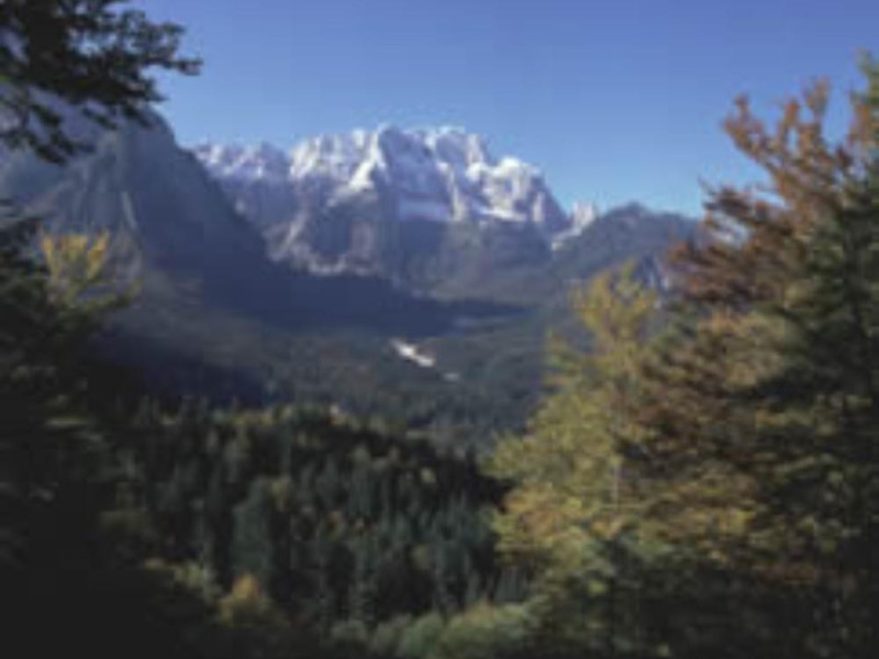 Foresta_Tarvisio