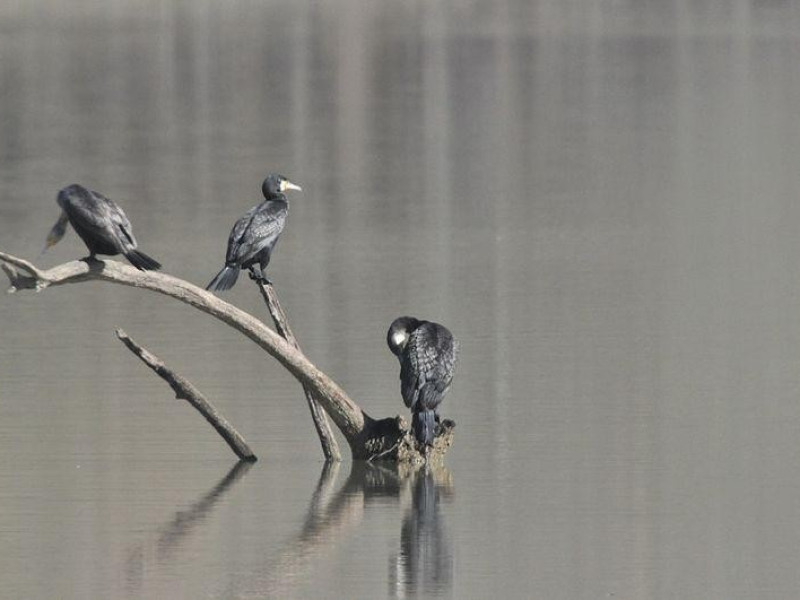 Immagine descrittiva - CC BY-SA Di Arcsic - Opera propria, CC BY-SA 3.0, https://commons.wikimedia.org/w/index.php?curid=21336786