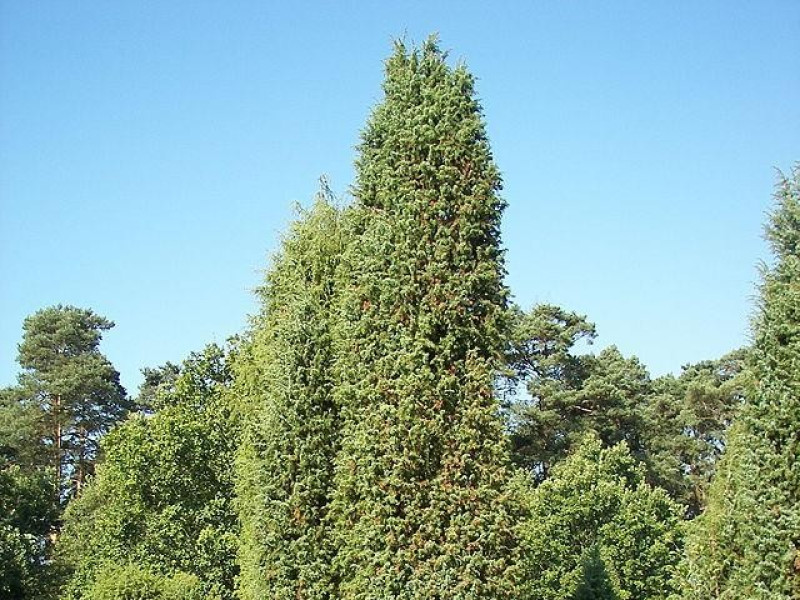 Giardino Botanico litoraneo di Porto Caleri Giardino Botanico litoraneo di Porto Caleri
