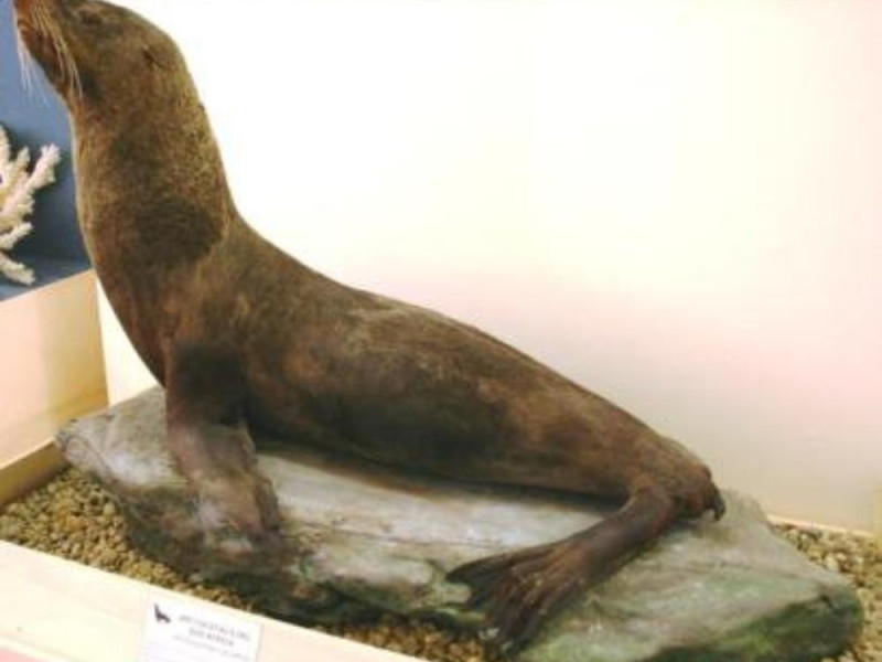 Immagine descrittiva - 