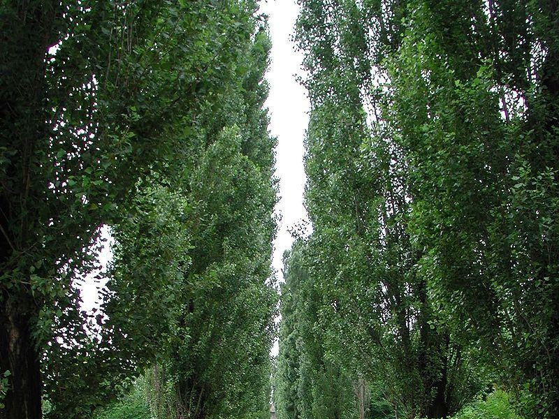 Immagine descrittiva - Wikipedia Immagine descrittiva - Wikipedia