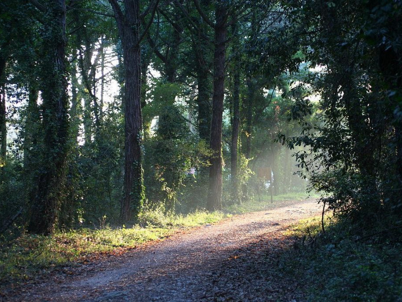 Immagine descrittiva - https://it.wikipedia.org/wiki/Parco_nazionale_del_Circeo#/media/File:Parcocirceo.JPG Immagine descrittiva - https://it.wikipedia.org/wiki/Parco_nazionale_del_Circeo#/media/File:Parcocirceo.JPG