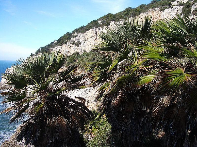 Zona Quarto Caldo, palme nere Zona Quarto Caldo, palme nere
