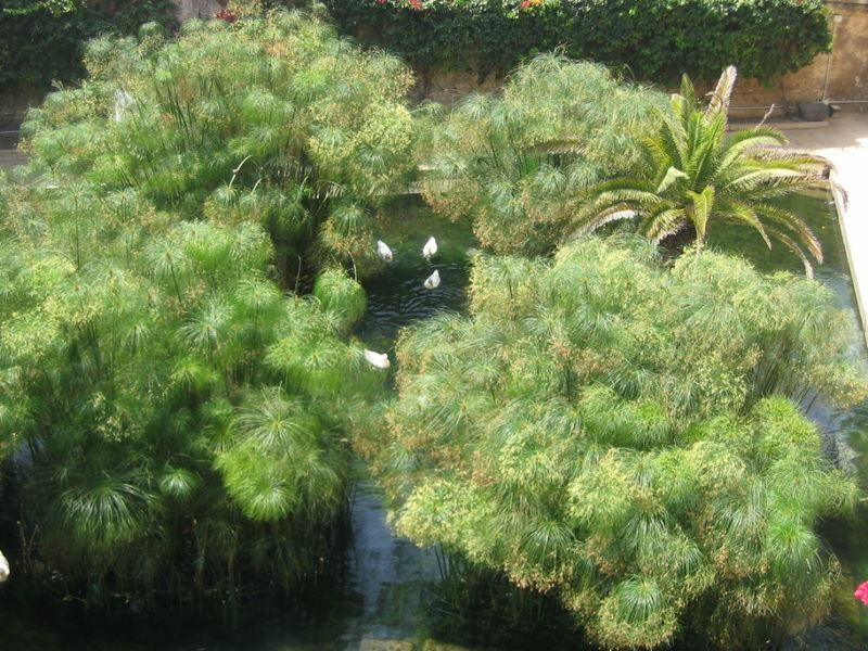 Tipico papireto siracusano Tipico papireto siracusano