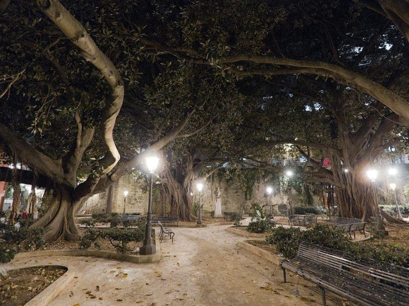 Ficus in Piazza della Marina Ficus in Piazza della Marina