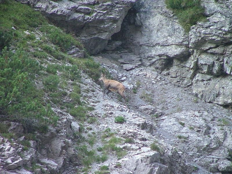 Immagine descrittiva - https://it.wikipedia.org/wiki/Parco_naturale_delle_Dolomiti_Friulane#/media/File:Camoscio_Val_Montanaia.JPG Immagine descrittiva - https://it.wikipedia.org/wiki/Parco_naturale_delle_Dolomiti_Friulane#/media/File:Camoscio_Val_Montanaia.JPG