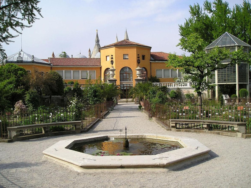 Immagine descrittiva - Di Semolo75 - Picture taken by Semolo75 in the Botanical Garden of Padua, Pubblico dominio, https://commons.wikimedia.org/w/index.php?curid=763449 Immagine descrittiva - Di Semolo75 - Picture taken by Semolo75 in the Botanical Garden of Padua, Pubblico dominio, https://commons.wikimedia.org/w/index.php?curid=763449