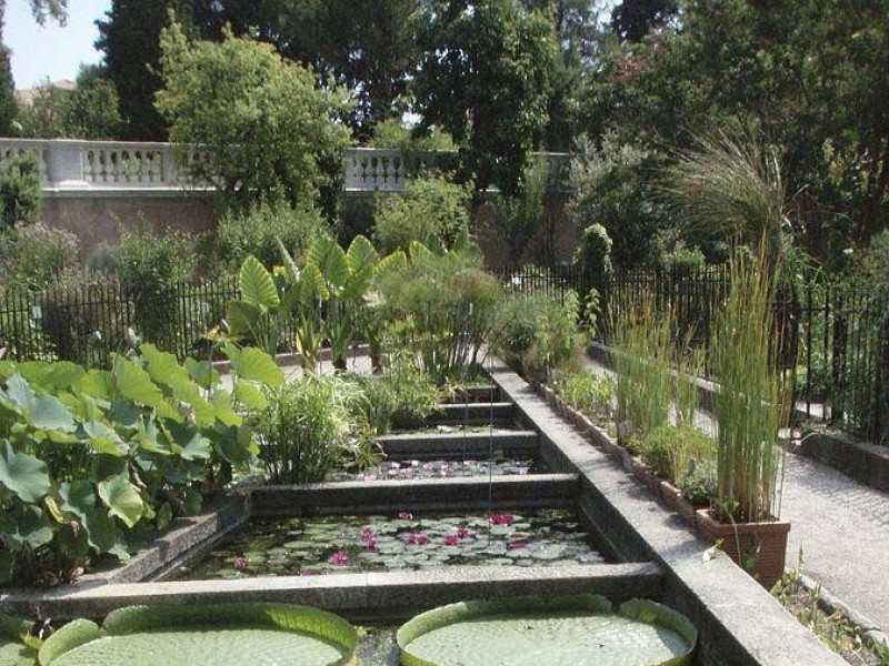 Immagine descrittiva - Di Oursana - Picture taken by Oursana in the Botanical Garden of Padua, Pubblico dominio, https://commons.wikimedia.org/w/index.php?curid=29134571 Immagine descrittiva - Di Oursana - Picture taken by Oursana in the Botanical Garden of Padua, Pubblico dominio, https://commons.wikimedia.org/w/index.php?curid=29134571