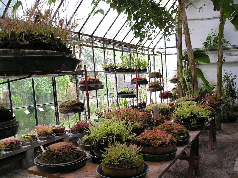 Immagine descrittiva - Di Semolo75 - Picture taken by Semolo75 in the Botanical Garden of Padua, Pubblico dominio, https://commons.wikimedia.org/w/index.php?curid=765251 Immagine descrittiva - Di Semolo75 - Picture taken by Semolo75 in the Botanical Garden of Padua, Pubblico dominio, https://commons.wikimedia.org/w/index.php?curid=765251