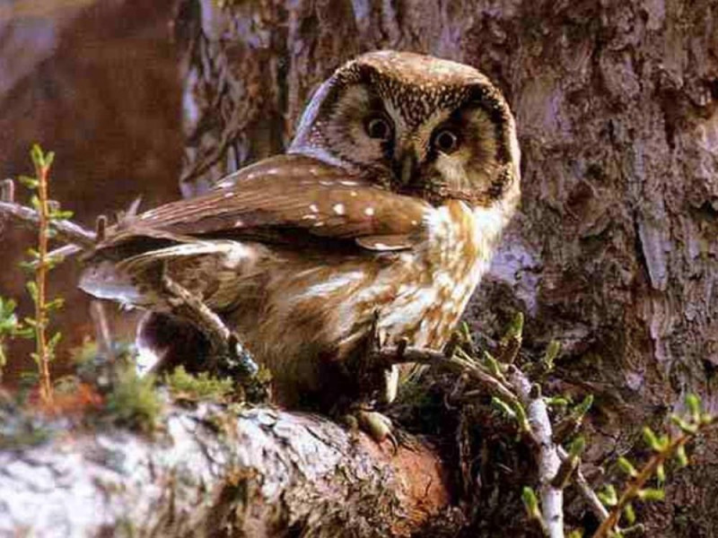 MUSEO DEL PARCO NATURALE ORSIERA ROCCIAVRE'