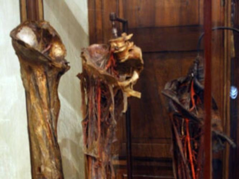 MUSEO DI ANATOMIA UMANA "LUIGI ROLANDO" MUSEO DI ANATOMIA UMANA "LUIGI ROLANDO"