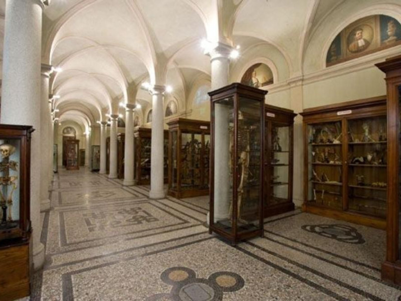 MUSEO DI ANATOMIA UMANA "LUIGI ROLANDO" MUSEO DI ANATOMIA UMANA "LUIGI ROLANDO"