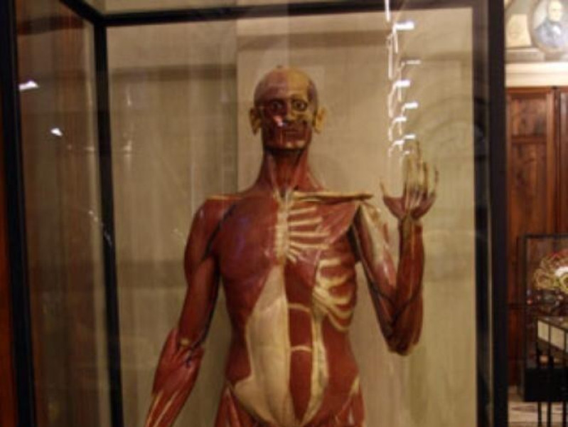 MUSEO DI ANATOMIA UMANA "LUIGI ROLANDO" MUSEO DI ANATOMIA UMANA "LUIGI ROLANDO"