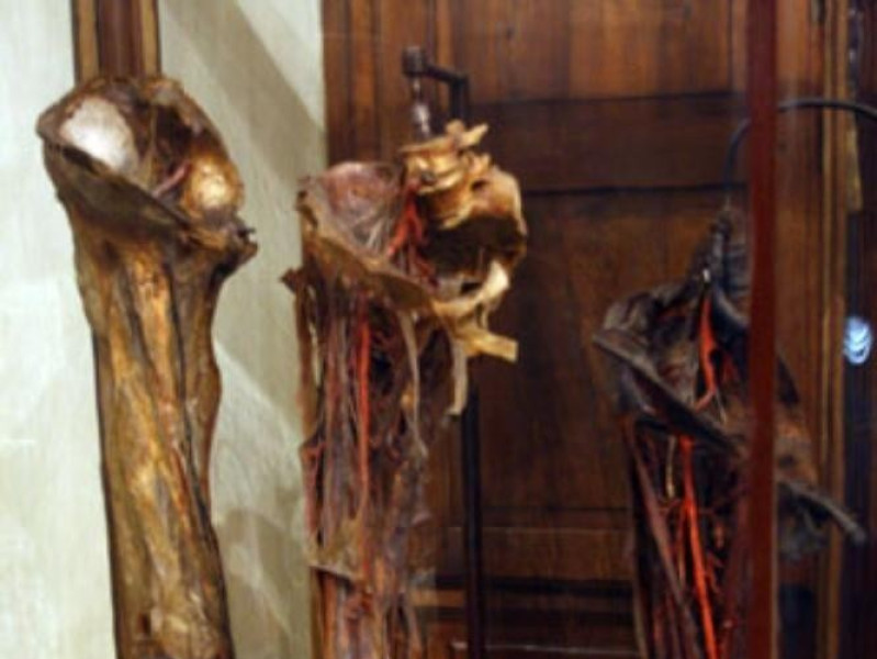MUSEO DI ANATOMIA UMANA "LUIGI ROLANDO" MUSEO DI ANATOMIA UMANA "LUIGI ROLANDO"