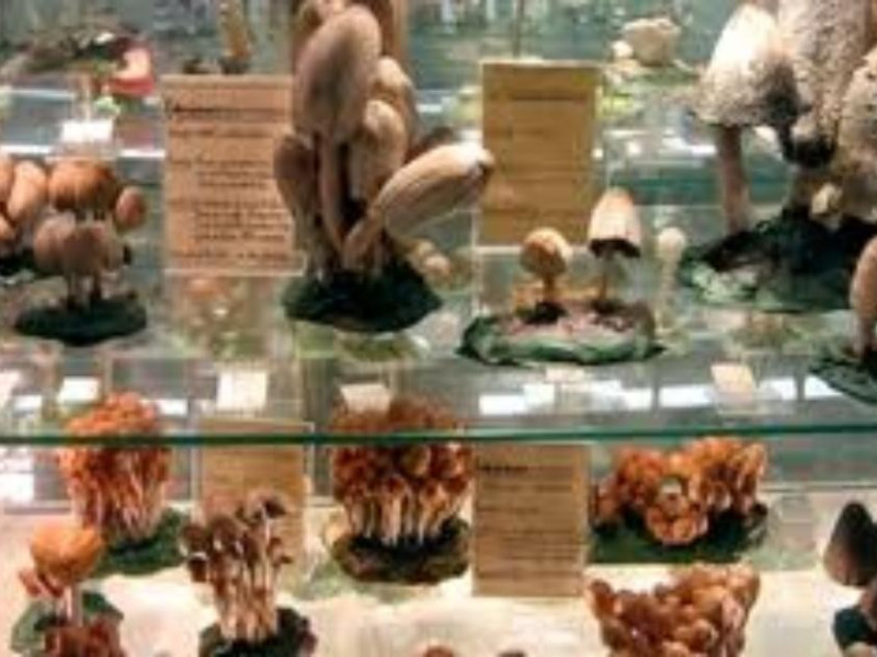 Museo_del_fungo Museo_del_fungo
