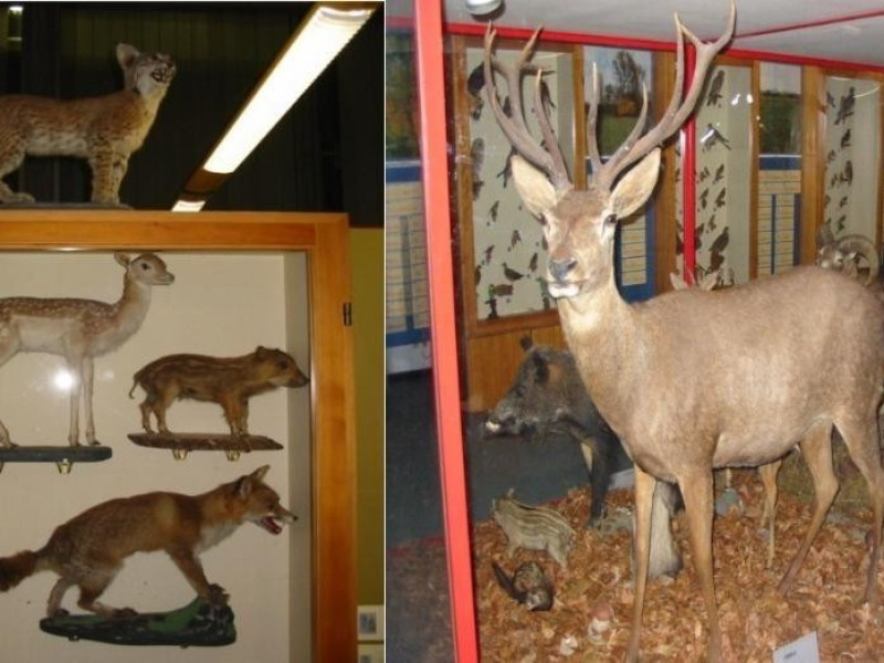 Jerago con Orago, Civico Museo di Storia Naturale